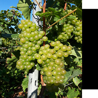 Le travail de la vigne