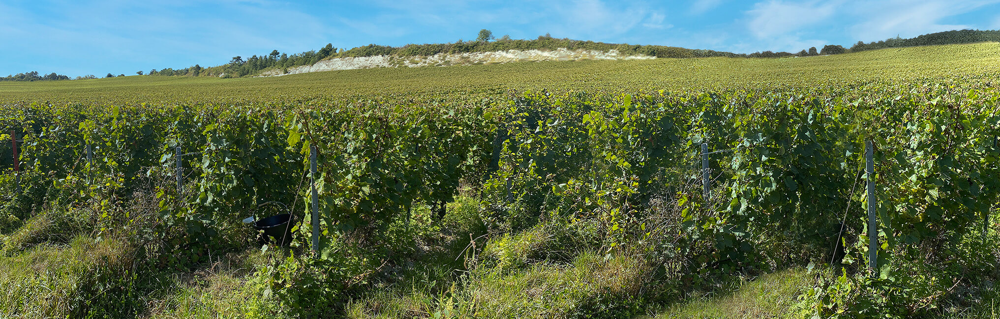 Le travail de la vigne